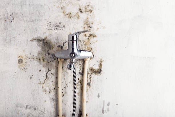 Best Mold Removal Near Me  in Bellville, TX