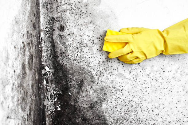 Best Mold Remediation Services  in Bellville, TX