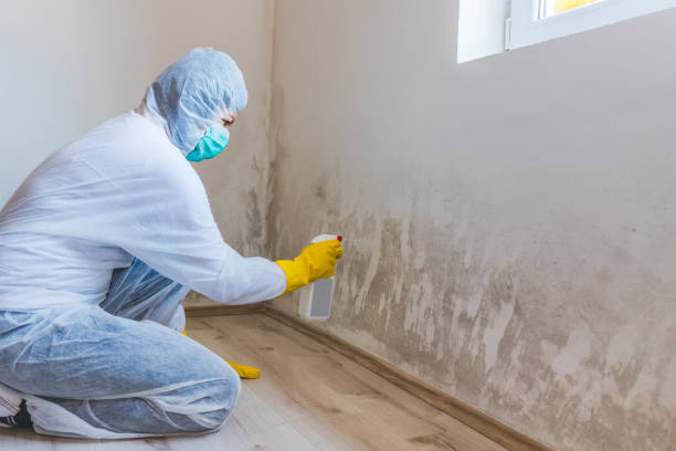 Best Certified Mold Removal  in Bellville, TX