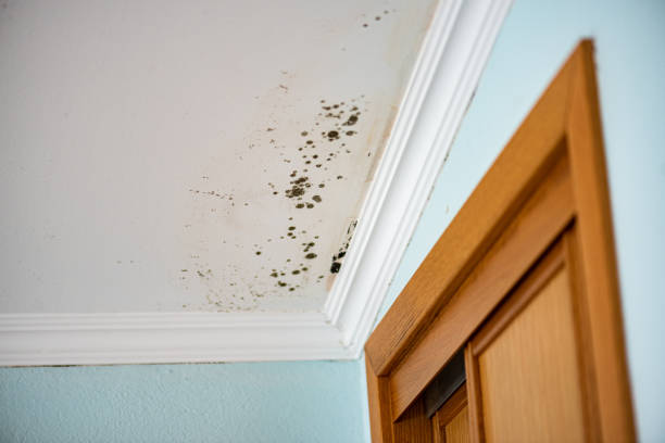 Attic Mold Removal in Bellville, TX