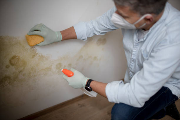 Bellville, TX Mold Removal Company