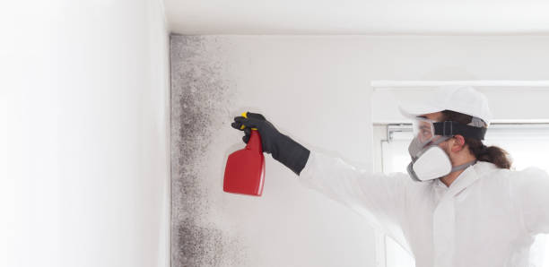 Trusted Bellville, TX Mold Removal Experts