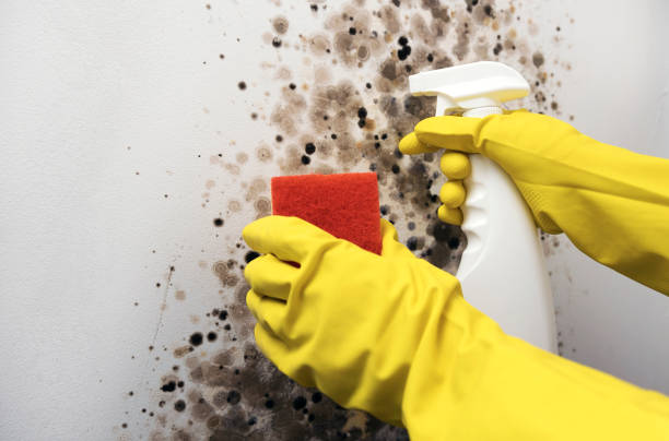 Best Commercial Mold Removal  in Bellville, TX