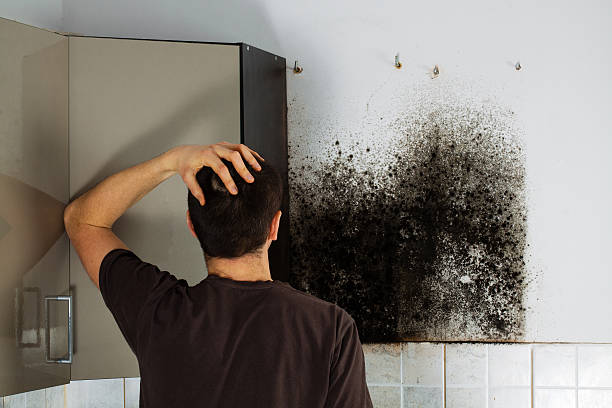 Best Mold Removal Company Near Me  in Bellville, TX