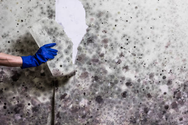 Best Affordable Mold Removal  in Bellville, TX