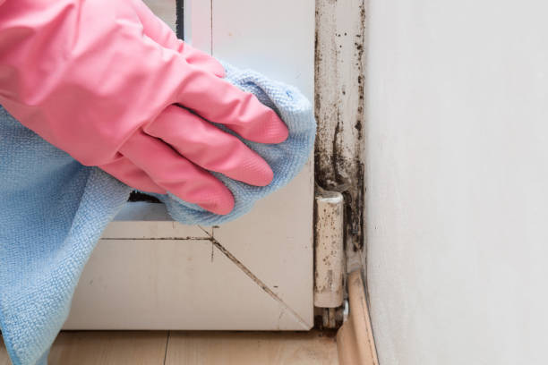 Best Toxic Mold Removal  in Bellville, TX