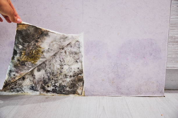 Best Home Mold Removal  in Bellville, TX